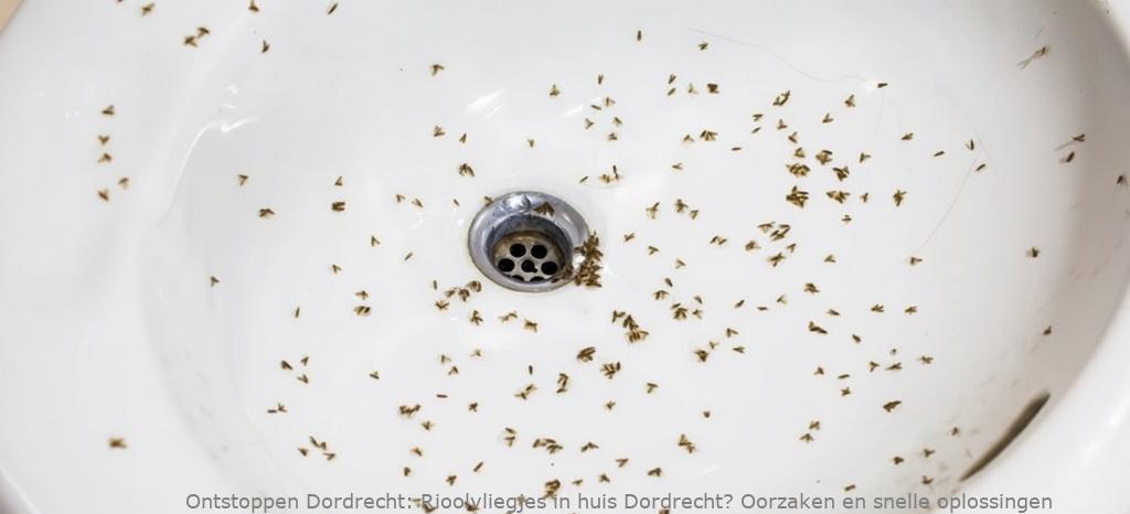 Rioolvliegjes in huis Dordrecht? Oorzaken en snelle oplossingen